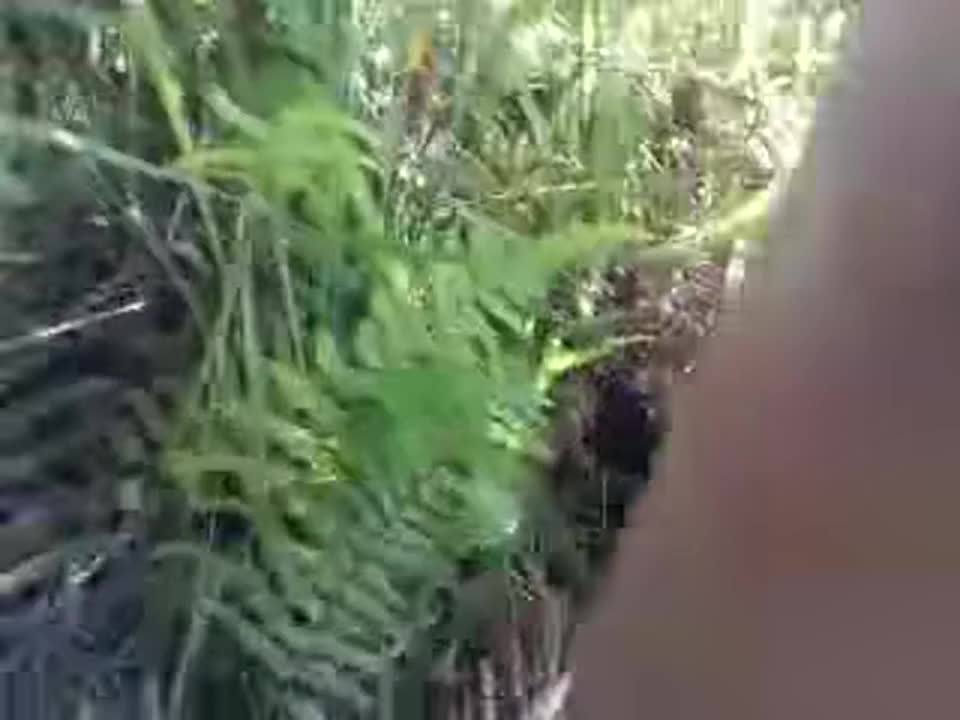A woman from Malaysia had sex in the forest.