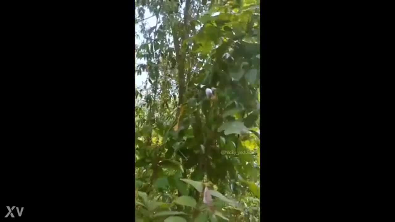 I went into the forest to look for mushrooms, and then I stumbled upon two people having sex in the forest. They were going at it like rabbits, full of energy.